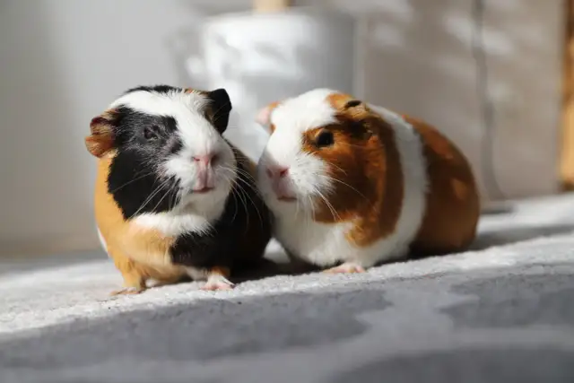 Dwie świnki morskie, jedna czarno-biało-brązowa, druga rudawa z białym pasem, siedzą obok siebie. Zastanawiasz się, czy świnki morskie mogą jeść banany?