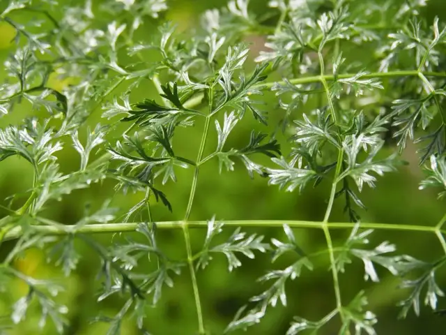 Pietruszka czy Trujący Chwast? Jak Od Różnić Bezpiecznie?