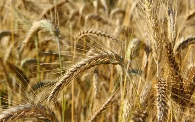 Jaki nawóz jesienią pod pszenżyto, aby uniknąć słabych plonów?