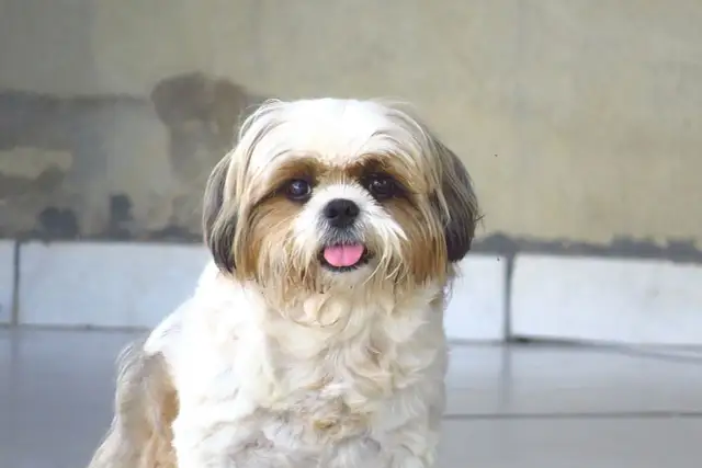 Czy shih tzu uczula? Odkryj prawdę o alergiach na psy