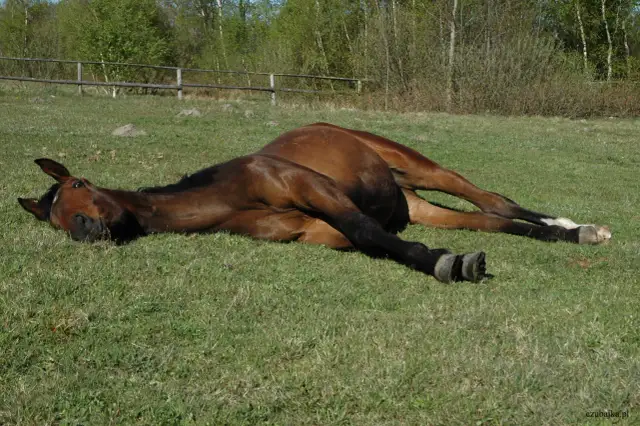 Sen konia: Dlaczego śpi na stojąco, a kiedy musi się położyć?