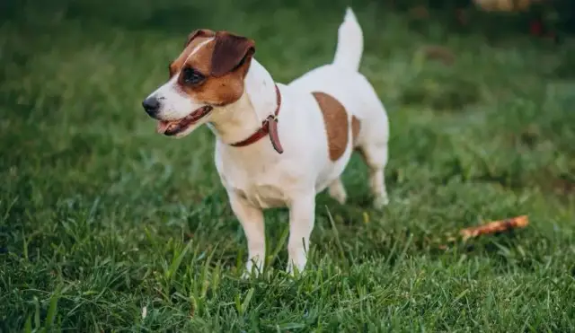 Jak wytresować jack russell terrier: skuteczne metody i porady