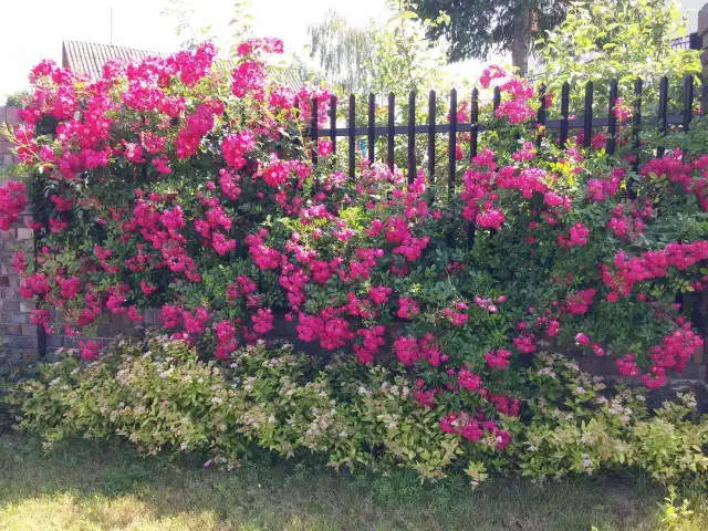 Róża gdzie sadzić: odkryj idealne miejsca i warunki dla róż