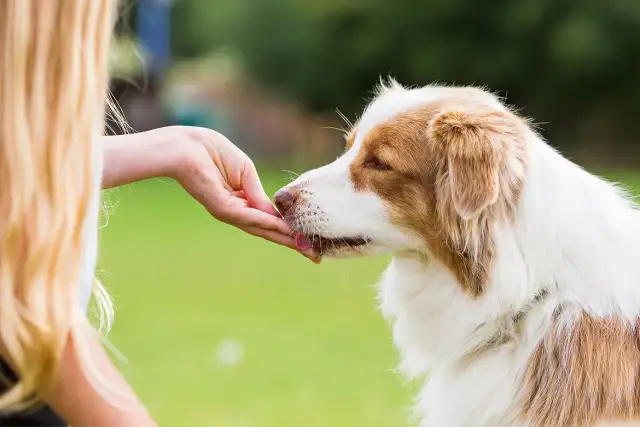 Czy pies może jeść chleb z masłem? Sprawdź, co może mu zaszkodzić