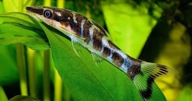 Ryby czyszczące akwarium: Kto naprawdę sprząta i zwalcza glony?