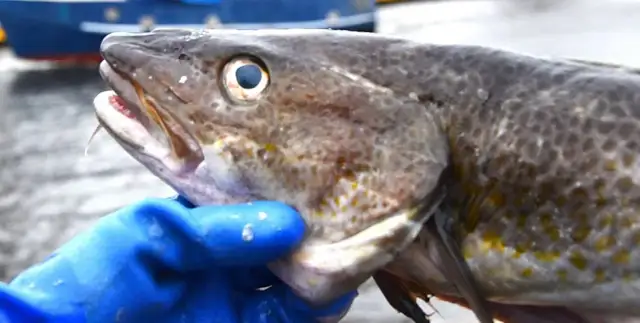 Dorsz Bałtycki 2026: Zakaz połowu, przyczyny i skąd ryba w smażalni?