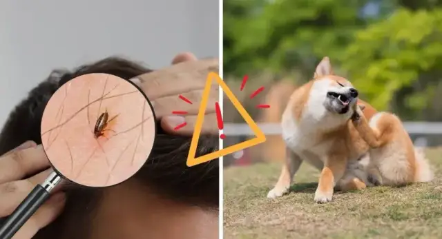 Jak wytepić pchły z mieszkania - skuteczne metody i porady