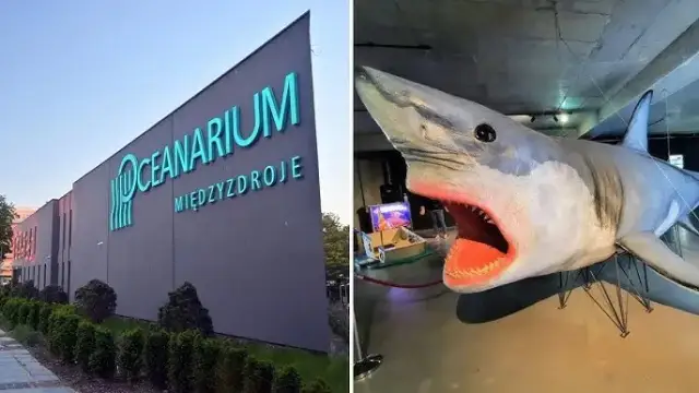 Shark Bar Oceanarium Międzyzdroje: Czy warto zjeść z rekinami?