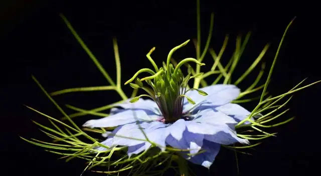 Jak zrobić herbatę z czarnuszki, aby cieszyć się jej zdrowotnymi właściwościami