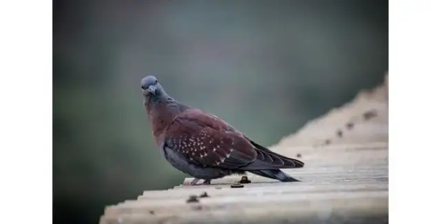 Skuteczne sposoby na odrobaczanie gołębi – co podać ptakom?