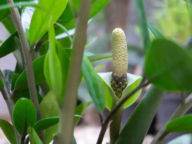 Jak kwitnie zamiokulkas? Odkryj sekrety i zachęć roślinę!