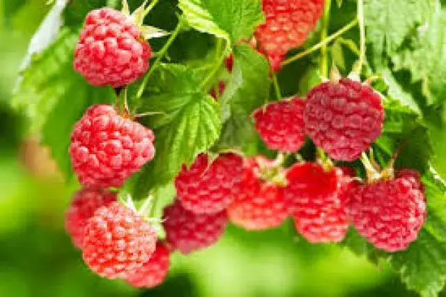 Czy woda z sokiem malinowym jest zdrowa? Odkryj ukryte zagrożenia