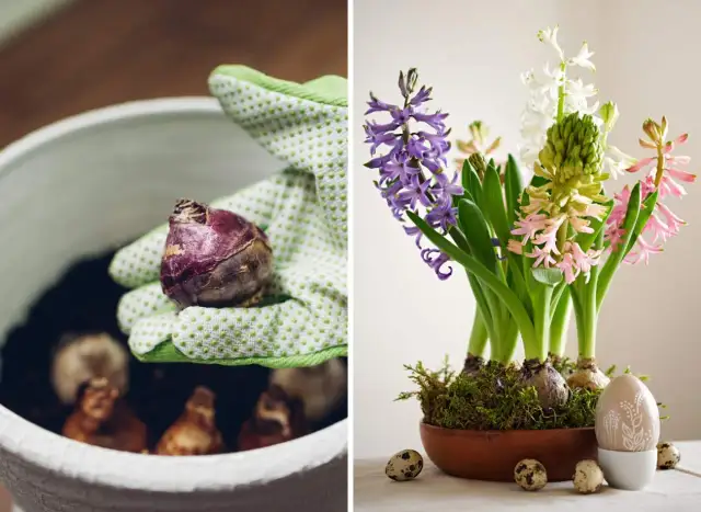 Hiacynty kiedy kwitną? Sprawdź, kiedy cieszyć się ich pięknem