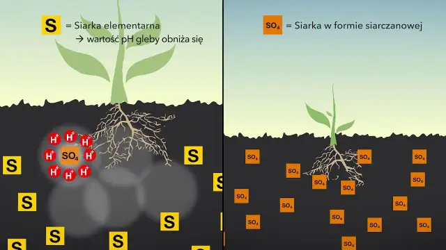 Czy siarczan potasu zakwasza glebę? Odkryj prawdę o pH gleby