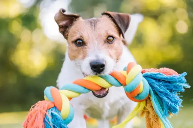 Jak zrobić szarpak dla psa - prosty sposób na bezpieczną zabawkę