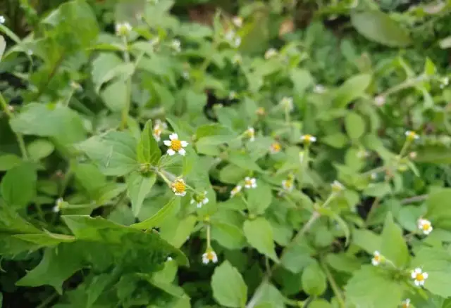 Pospolity chwast zbożowy - jak go rozpoznać i skutecznie zwalczać