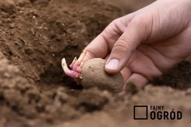 Jak sadzić ziemniaki w ogródku? Poradnik krok po kroku
