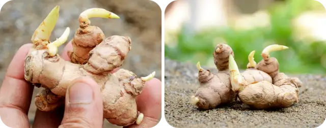 Jak uprawiać imbir w domu - proste kroki i najczęstsze problemy