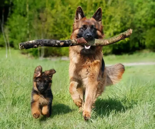 Jak wygląda 5 miesięczny owczarek niemiecki – co powinieneś wiedzieć?