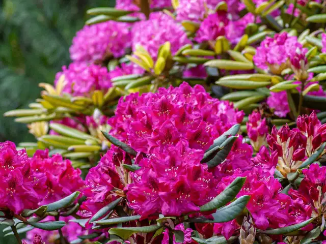 Rododendrony: Jaka gleba? Przepis na bujne kwitnienie!