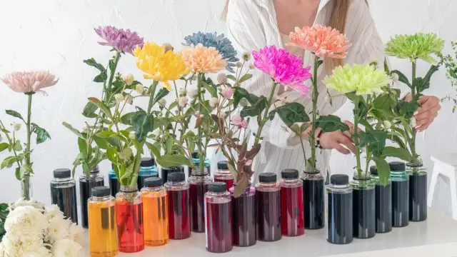 Kolorowe chryzantemy w butelkach z barwnikami, gotowe do barwienia kwiatów.