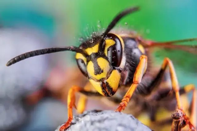 Czym się żywi osa? Odkryj zaskakujące nawyki żywieniowe tych owadów