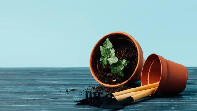 Bluszcz ogrodowy kiedy sadzić, aby uniknąć błędów i uzyskać sukces