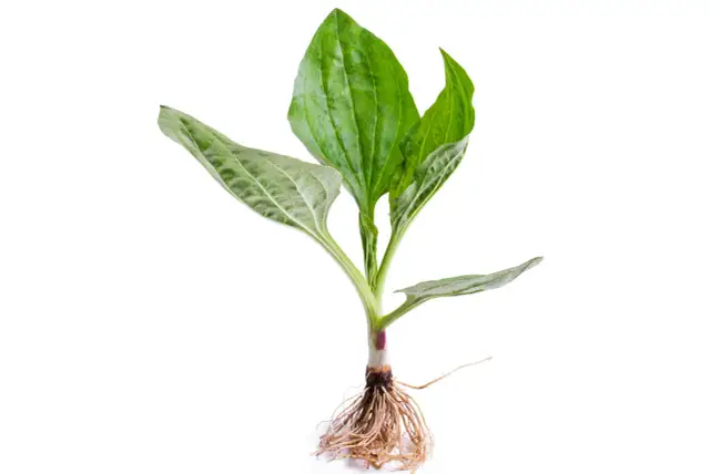 Babka chwast: jak skutecznie ją usunąć i wykorzystać jej właściwości