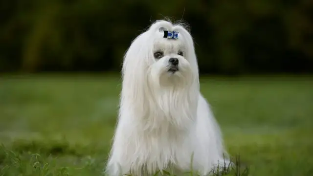 Jak wytresować maltańczyka: skuteczne metody i najczęstsze błędy