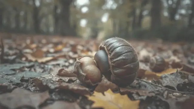 Czy pies może jeść kasztany: groźne skutki dla zdrowia Twojego pupila