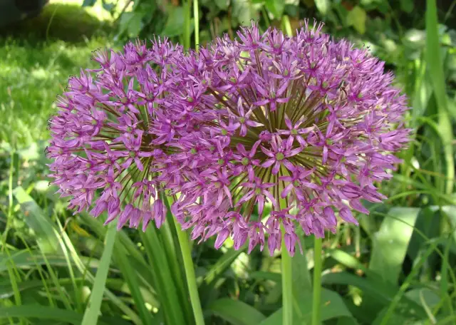 Czosnek ozdobny z czym sadzić, aby stworzyć piękne kompozycje ogrodowe