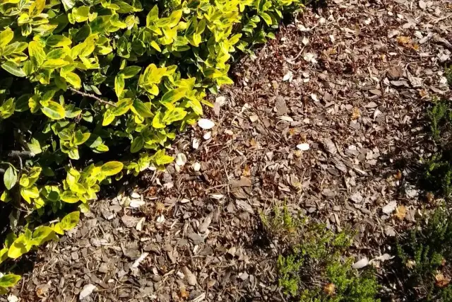 Czy kora zakwasza glebę? Sprawdź, jak wpływa na rośliny kwasolubne