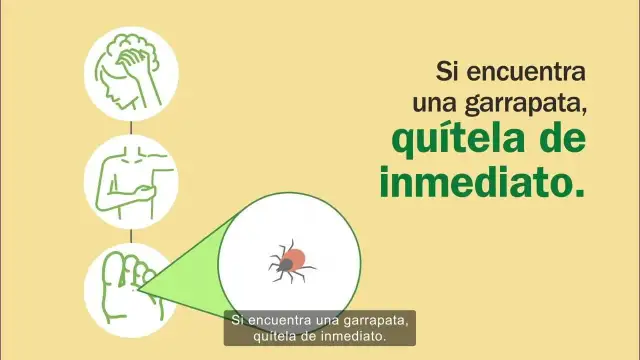 Cómo quitar garrapatas de forma segura y efectiva sin riesgos