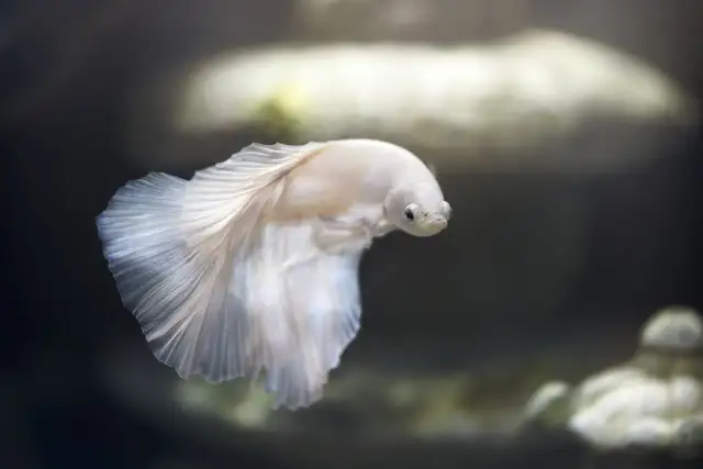 Idealne imię dla rybki? Odkryj setki inspiracji!