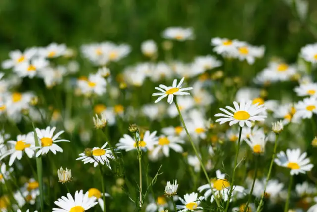 Pole pełne stokrotek, których białe płatki i żółte środki przypominają o naturalnych składnikach, jak bisabolol, co to jest – to łagodzący ekstrakt z rumianku.