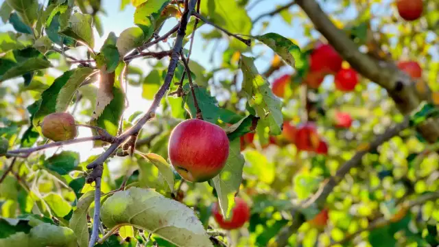 Czerwone jabłka dojrzewają na gałęziach, pokazując naturalne odmiany jabłoni bez oprysków. Słońce przebija się przez liście.
