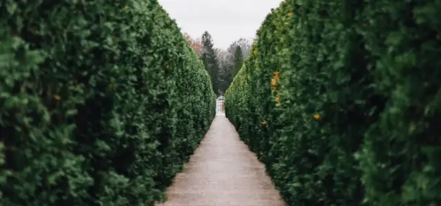 Ile kosztuje cięcie żywopłotu? Sprawdź ceny w różnych miastach