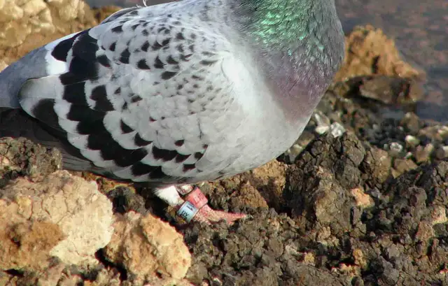 Co oznaczają kolory obrączek gołębi? Odkryj ich znaczenie i zastosowanie