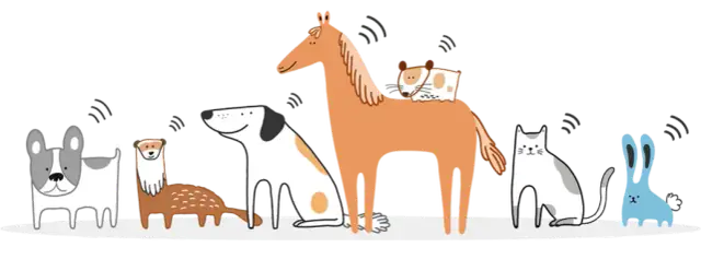 Jak działa chip dla psa? Kluczowe informacje, które musisz znać