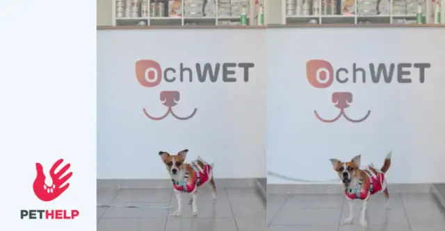 Jak trzymać psa u weterynarza, aby uniknąć stresu i bólu?