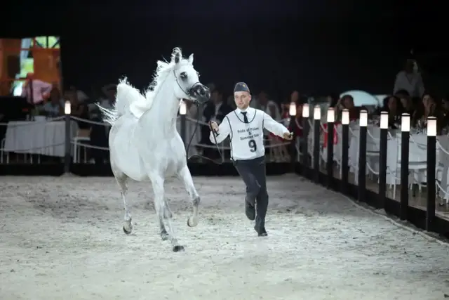 Janów Podlaski: Odkryj sekrety najstarszej stadniny i Pride of Poland