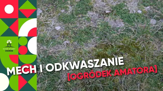 Odkwaszanie trawnika: Poznaj sekrety bujnej zieleni bez mchu
