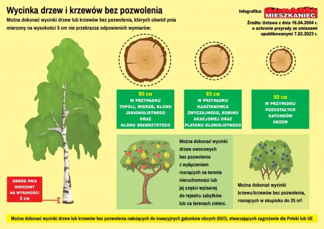 Jak zmierzyć obwód drzewa do wycięcia i uniknąć problemów prawnych