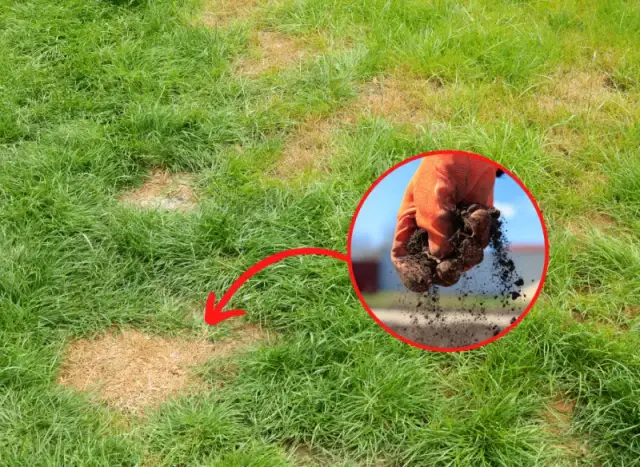 Chwasty na trawniku: jak skutecznie zwalczać i zapobiegać?