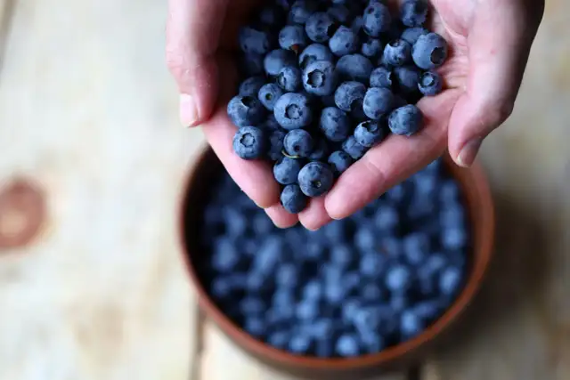 Czy można jeść borówki w ciąży? Bezpieczne owoce dla przyszłych mam