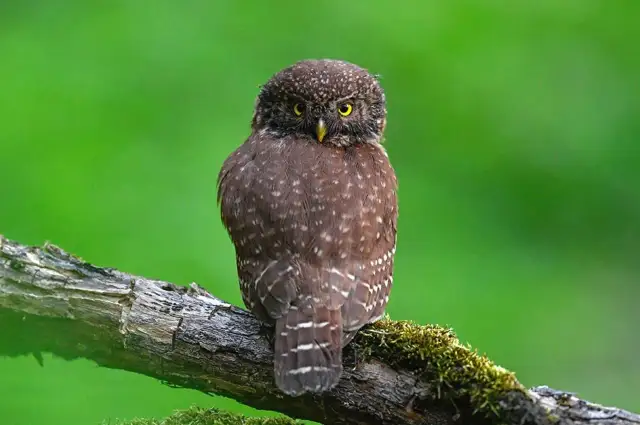 Dlaczego sowy polują nocą? Odkryj sekrety superzmysłów!