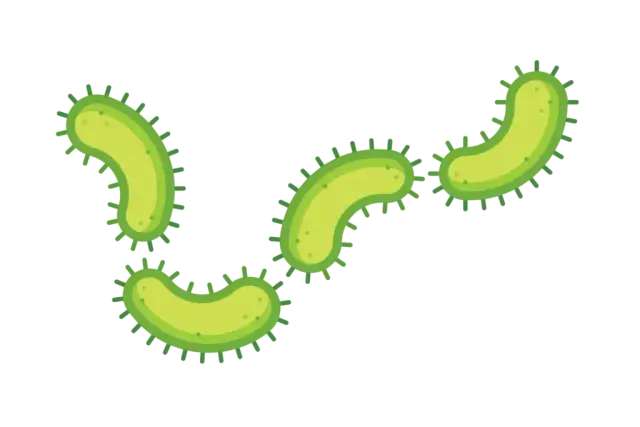 Jakie znaczenie mają protisty dla organizmów w Bałtyku i ekosystemu?