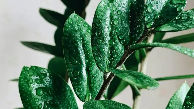 Czy zamiokulkas może stać na balkonie? Oto kluczowe warunki i porady