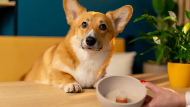 Żelatyna dla psa: bezpieczna? Korzyści, dawkowanie, toksyczne pułapki