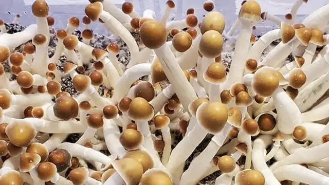 Jak rozmnażają się grzyby? Odkryj fascynujące metody ich życia